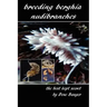 Breeding Berghia Nudibranches the best kept secret