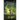 Faewalk