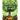 Peter and the Tree Children