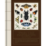 Insectile Inspiration: Insects in Art and Illustration