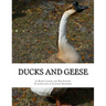 Ducks and Geese