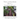The Comeback Kids, Book 12, the Redwood Forest