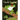 Timothy Tree Frog