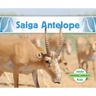 Saiga Antelope