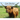 Cow Stories