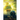 Back: Through a Field of Stars