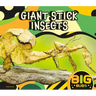 Giant Stick Insects
