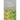 Days Like Grass