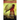 The Secret Scripture