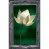 Letting the Lotus Bloom: The Expression of Soul Through Flowers