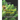A Text Book of Algae: For Degree Students