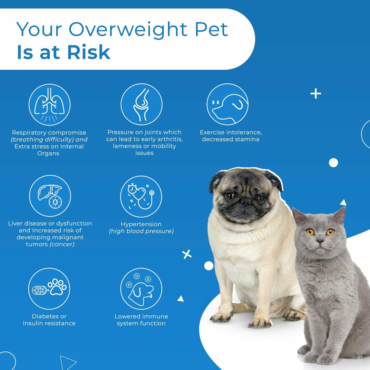 Natural Weight Loss & Thyroid Support Supplement for Dogs & Cats by BestLife4Pets