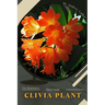 Clivia Plant: Plant Guide