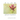 Slow Blooming Gratitudes