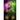 Dragon Cursed