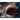 Chomp! the Truth about Sharks