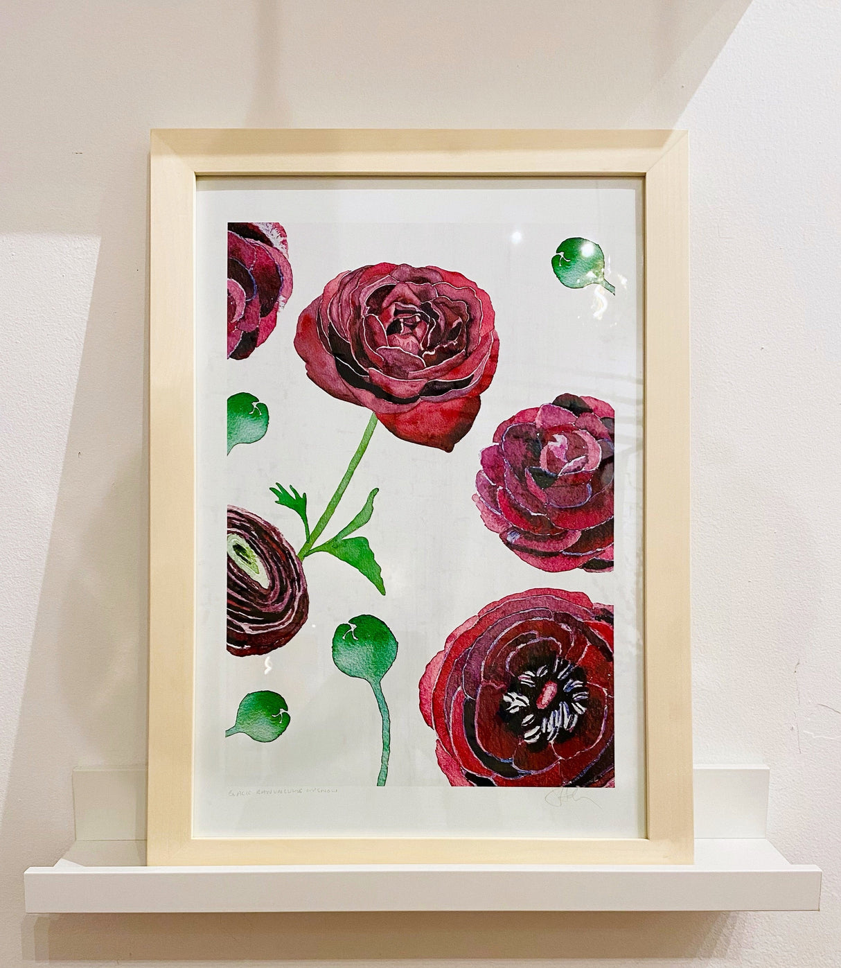 Art Print:  Black Ranunculus on Snow by India & Purry