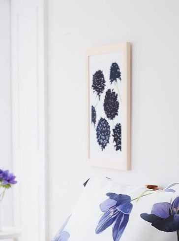 Art Print:  Black Scabiosa on Snow by India & Purry