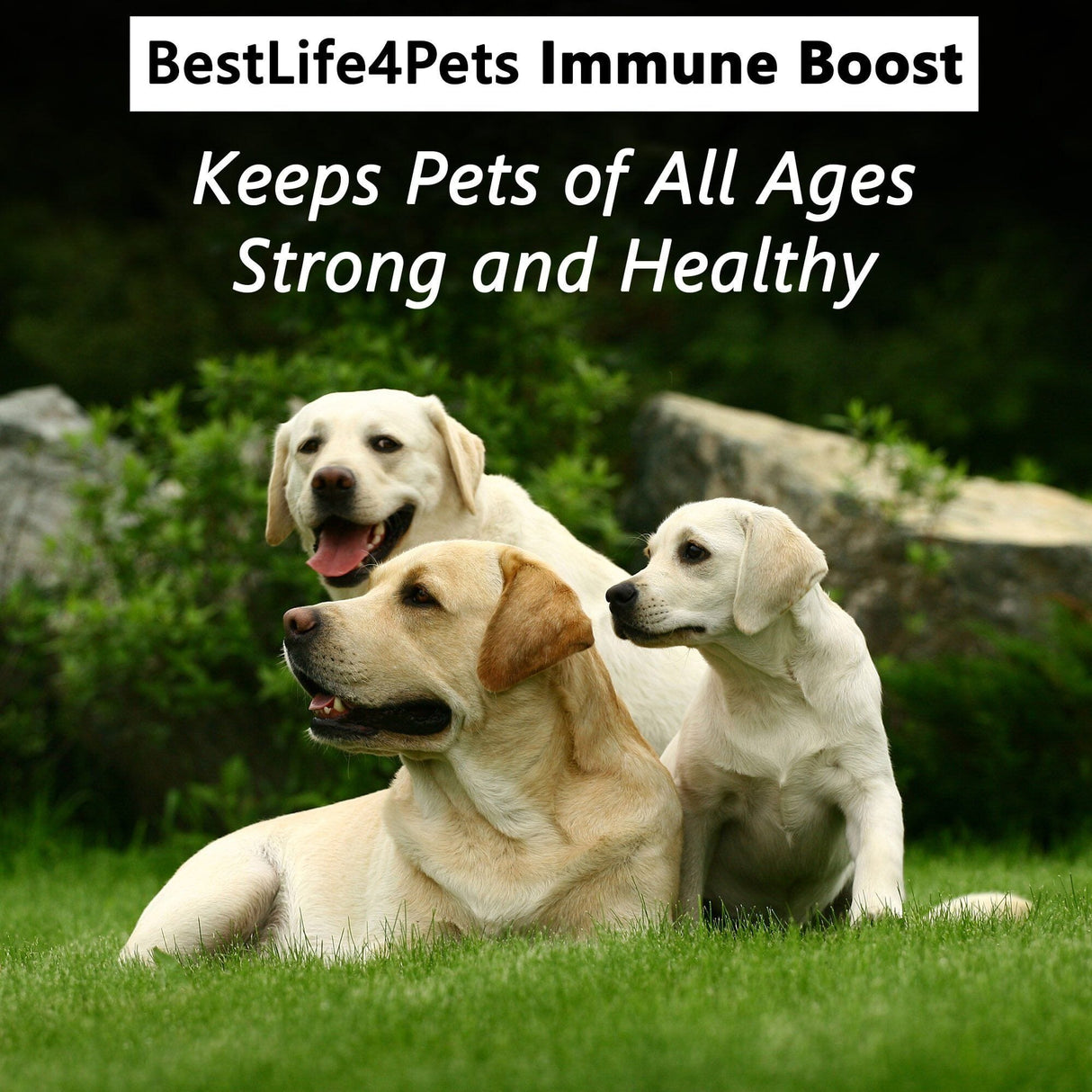 Dog Allergy & Immune Support Supplement by BestLife4Pets