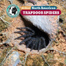 All about North American Trapdoor Spiders