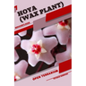 Hoya (Wax Plant): Open terrarium, Beginner's Guide