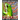 The Book of Frogs