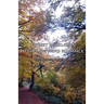 Forest Folklore, Mythology and Romance