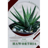 Haworthia: Prodigy Petal, Plant Guide