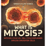 What is Mitosis? Mitosis Cycle vs. Cell Cycle Explained Diploid Daughter Cells Grade 6-8 Life Science