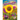 See a Sunflower Grow