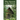 The Secret in the Forest