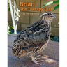 Brian The Therapy Quail