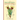 The flowering plants of South Africa vol. 2