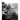 The Real Story of the USS Johnston DD-821: As Told by the Officers and Sailors Who Served Aboard Her