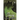 Smog