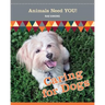 Caring for Dogs
