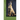 belgian shepherd malinois