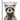 Raccoons