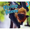 All about Flying Foxes