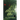 The Green Man