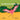 Go, Princess Flamingo, Go!