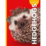 Curious about Hedgehogs