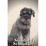 Standard Schnauzer: Dog breed overview and guide