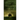 The Twilight Pariah