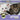 Kittens Grow Up