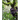 Gorillas of the Impenetrable Forest: The Mountain Gorillas of Bwindi
