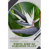 White Bird of Paradise plant: Plant Guide