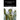 Stoic Six Pack 8: The Peripatetics