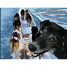 Run Like a Sled Dog: Another Black Bear Sled Dog Adventure