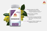 Berberine by Ascent Nutrition - Vysn